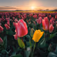 The Tulip