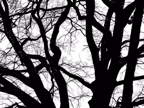 Item #13665938074563914331498291329920780757136253607588816979915017161763878600705 Media