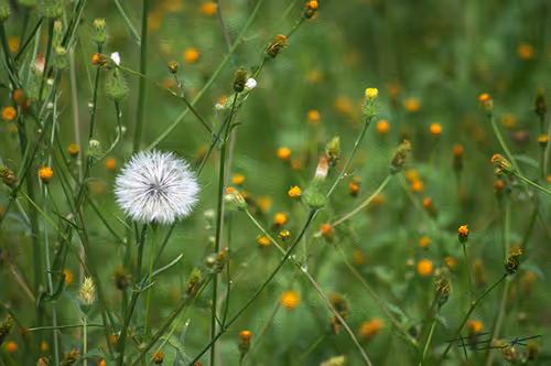 Item #100748379412919059267110879785057129888508222288536348751201759400764851093505 Media