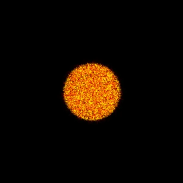 Physarum #231