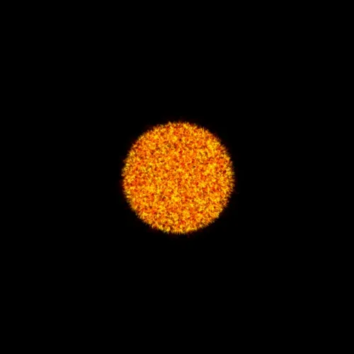 Physarum #231