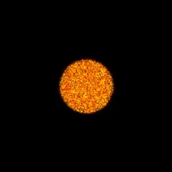 Physarum #231