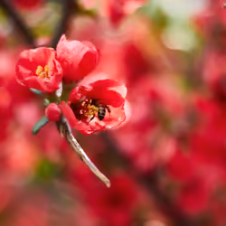 The bee loves the nectar from the red flower