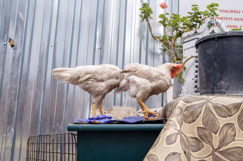 Item #45698053960438807051727633621105073210005053048443120307747772228134682755073 Media