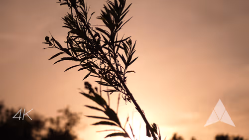 Item #70655409647296023505339344133926088984781406258874857677002406240007474905089 Media