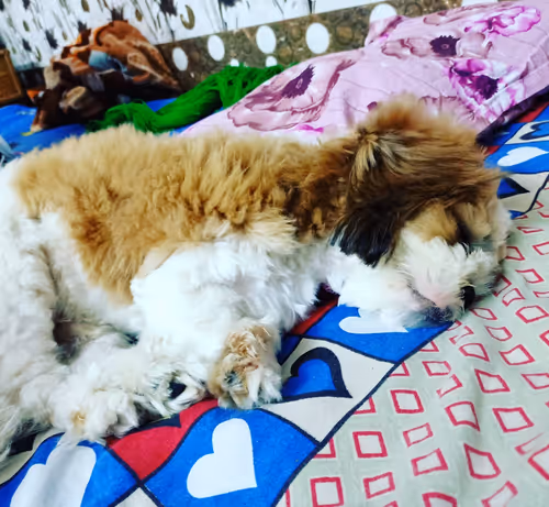 Item #62121686251446972173272091862159377047896999424671428629564572731870095081473 Media