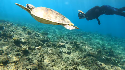 Item #93917210928009552265570427413341546020590352631026157694666951328547108552706 Media