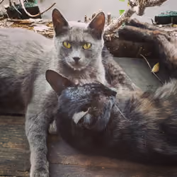 Threesome