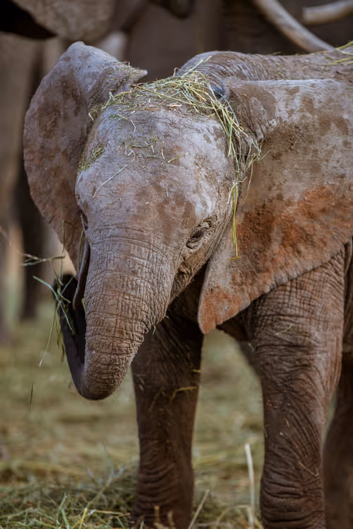 Item #97390858549290517915673057044451120522321858296040786888435299461697445560321 Media