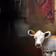 78603266272053371867728574842311668367522138707638755267389752503098142621697