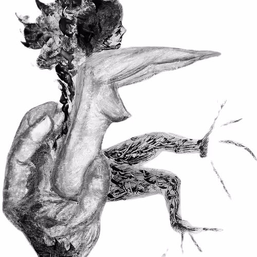 desertFly Collection