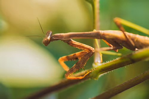 Item #105090597216655980557633683149084672751347825439893935605656298055104724992001 Media