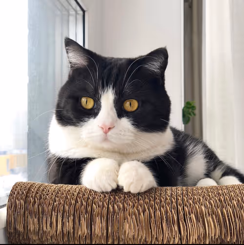 Item #506614017608188570824604822011872825915664813029036437365082869328689233921 Media