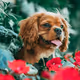 Jasper The Cavalier