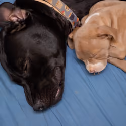  Dreaming of cryptocurrencies