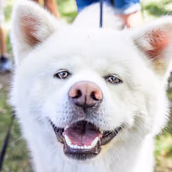 #11 - The Loveliest Akita Inu