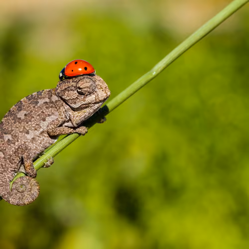 A chameleon wearing a ladybug hat