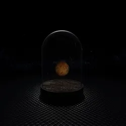 Venus
