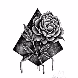 Galaxy Rose