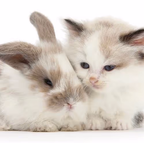 Item #506614017608188570824604822011872825915664813029036437365082849537479933953 Media