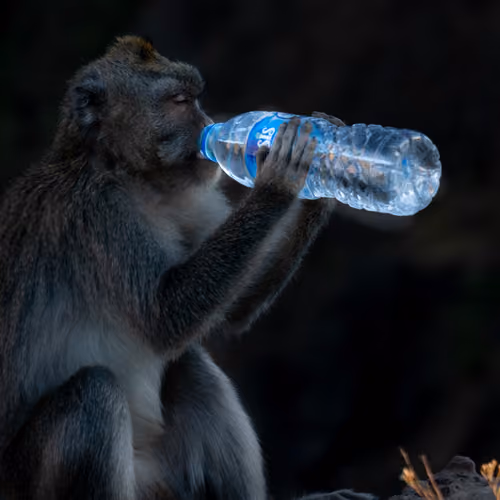 Monkey with a plastic bottle