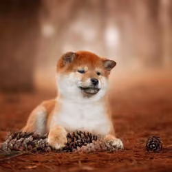 Autumn mood