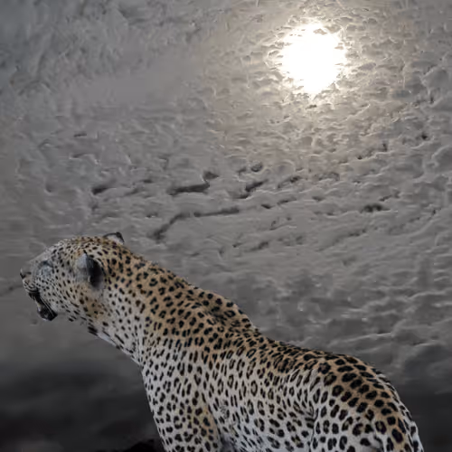 Untitled Collection #277180516