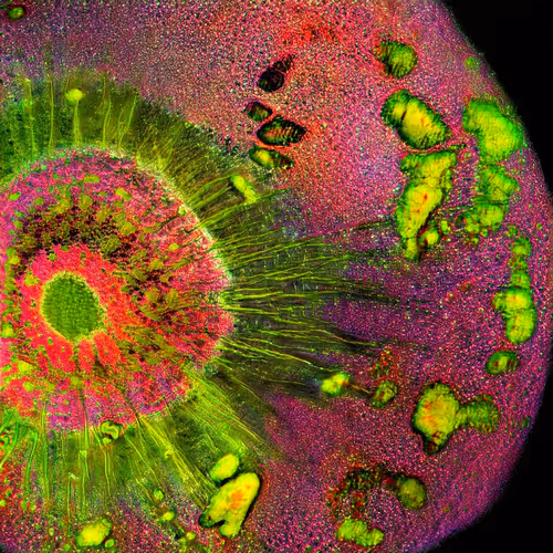 Item #81423580408588551200801073682850784470757564812203159627046902931978371203073 Media