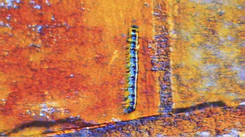 Item #6822172971026890418880562505450227759252596580722353794181564478909585555457 Media