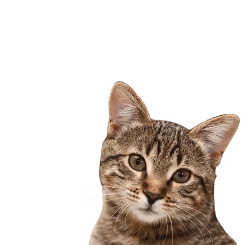 Catto