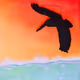the flying fish