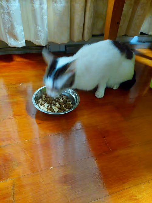 Item #99936926881834722245494880846447902772970396691943269501904837336295767277569 Media