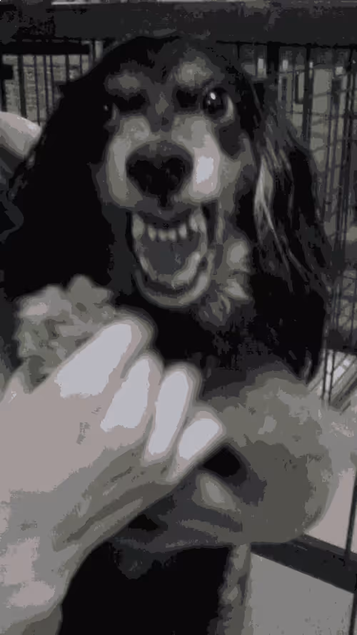 Item #31763483209557281269385879109424211242464800578644497247199877764035622469633 Media