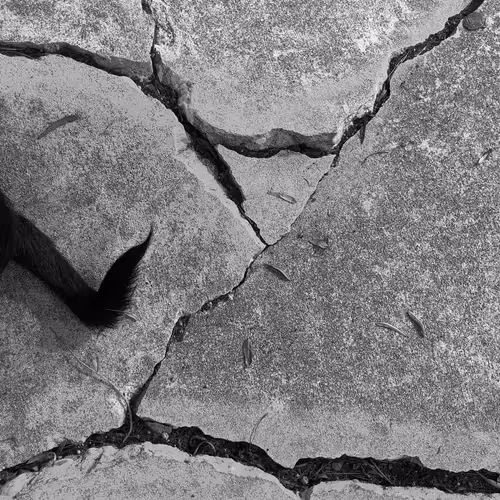 Item #56431751608181922231259635946092067407977788553703326303680802262372222763009 Media