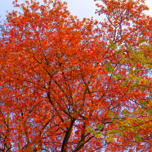 Item #35965218379738729691291467168286792303482134167127854404987491588884412760065 Media