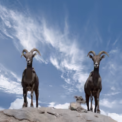 Animal Portrait Series #10. Billy Goat
