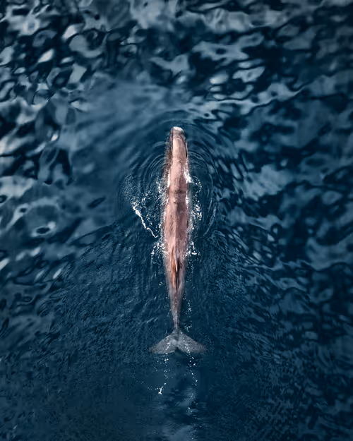 Item #59969087872528247593562305556961493003860374277083575615722774378518931308545 Media