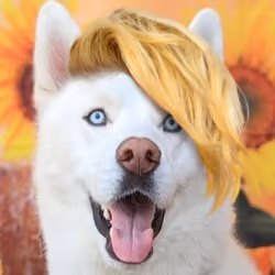 Derpy Doggo cute hairstyle