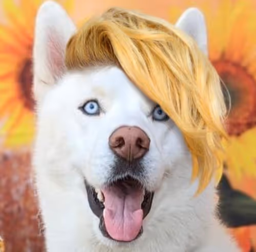 Item #17635803375648012338610213380030160191715370757553255260744606479977996615681 Media