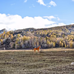 #2 A Dog Standing At Hemu Village, XinJiang Province China (一只狗站在禾木观景区, 新疆中国）