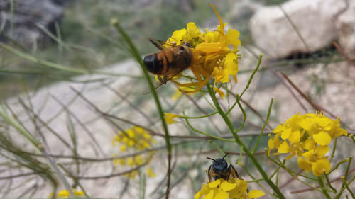 Item #100261288275081771993862630263296109303805251661134884589845414378275617112075 Media