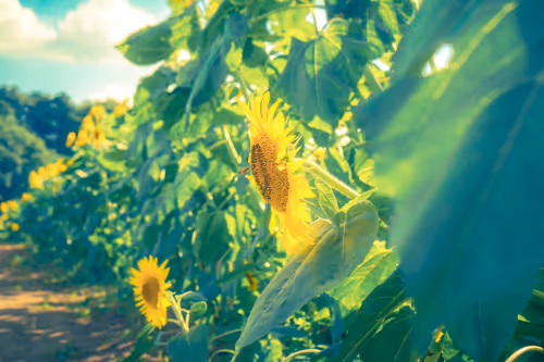 Item #87724672545568216492349628543176573267958151988335217142690977315819366645761 Media