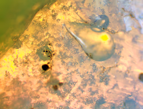 Item #71646257518770613568983710813551014237803002136866425209291834700294703284225 Media