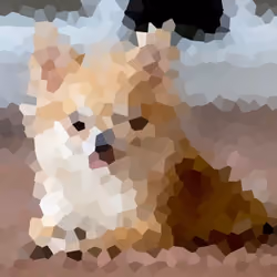 Chihuahua Good Doggy 2/100