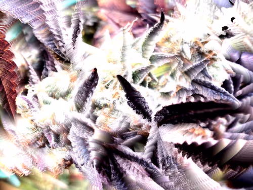 Item #83970981387443879143921485150900069530799783516997234463864977529289750609921 Media