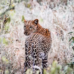 The Leopard