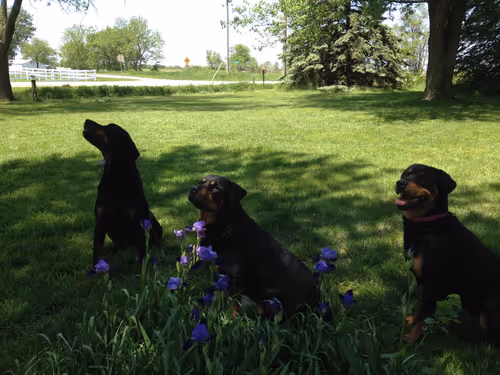 Untitled Collection #449917229