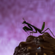 Mantis, Dark Mood