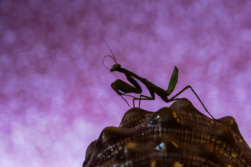 Item #103209038218613868930619060226973881085287424924468474495414640462270193205249 Media