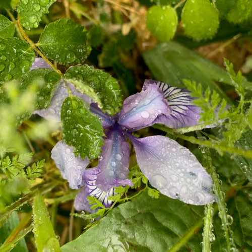 Item #81393590591900820048764161252744971355919767669927954307435201805786957217793 Media